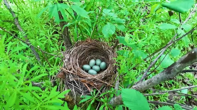 six eggs in the blackbird's nest