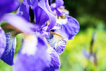 Colorful violet iris flower close up photo