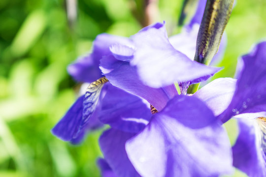 Colorful violet iris flower close up photo