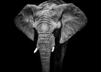 Gordijnen Monochroom portret olifant © denisapro