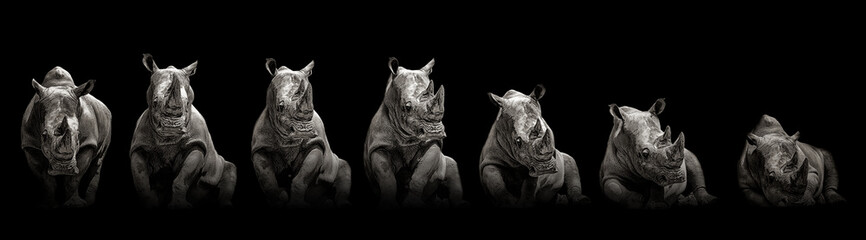 Moving rhino monochrome © denisapro