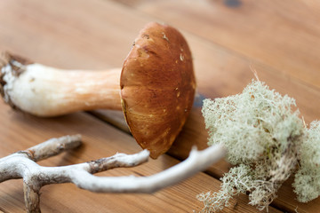 nature and environment concept - boletus edulis mushroom, moss, branch and pine tree bark on wooden background