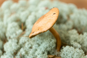 nature and environment concept - suillus bovinus mushroom in reindeer lichen moss