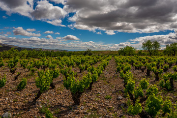 Fototapeta na wymiar closeup view of a vineyard in Spain during a spring day with a cloudy blue sky - Image