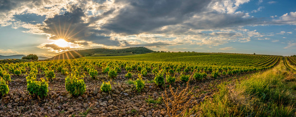 Panoramic view of a vineyard in Spain during a summer day sunrise - Image