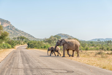 African elephant cow and calf crossing a road