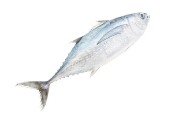 Albacore tuna fish isolated on white background, Thunnus alalunga