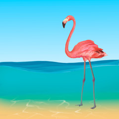 Pink flamingo in the sea