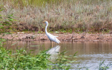 A large white Heron hides behind a wall of reeds