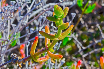 Red and green succulent plant