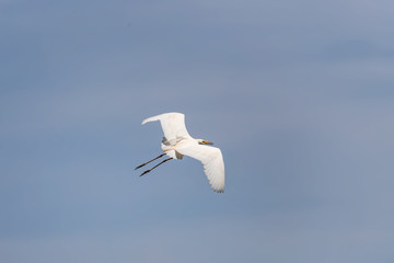 A large white Heron flies over a pond