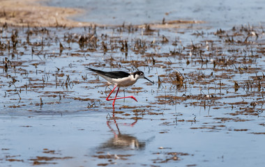 A small steppe Sandpiper with red legs walks on a small pond
