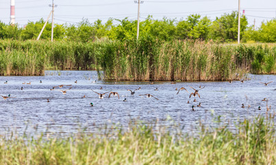 A large flock of wild ducks sitting on the pond fly away in fright away