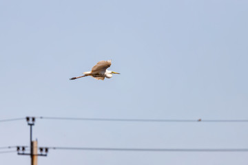 A large white Heron flies over a pond