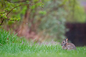 An Eastern Cottontail Rabbit sits in a green grassy field in the light rain.