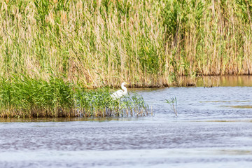 A large white Heron hides behind a wall of reeds