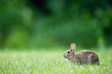 A light brown Eastern Cottontail Rabbit sitting in the short and bright green grass in soft overcast light with a smooth green background.