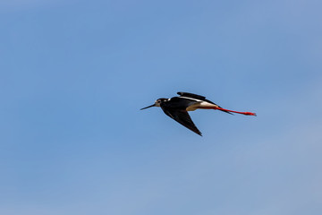 A small steppe Sandpiper with red legs flies over a pond