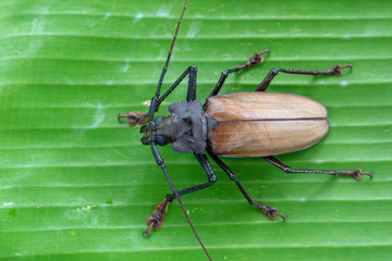 Giant Fijian longhorn beetle from island Koh Phangan, Thailand. Closeup, macro. Giant Fijian long-horned beetle, Xixuthrus heros is one of largest living insect species.Large tropical beetle species