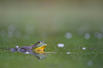 A large frog sits in shallow water with its reflection showing with a smooth green background in soft overcast light.