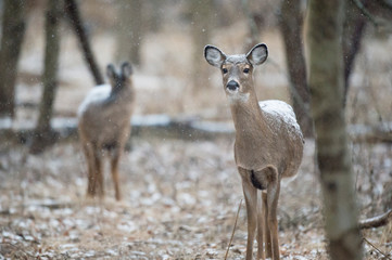 A whitetail deer stand in the forest as a light snowfall comes down and covers the ground and the deer's back.