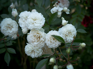 Beautiful rose Bush