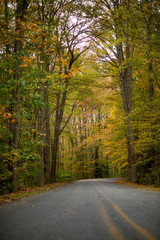 Obraz premium A paved road curves away into a colorful scene of autumn yellow, orange and green colored leaves.