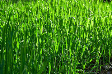 fresh green grass with long leaves in the park in the afternoon