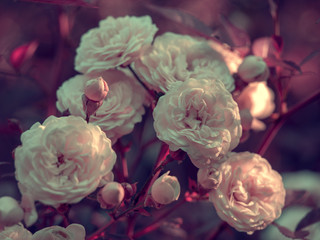 Beautiful rose Bush