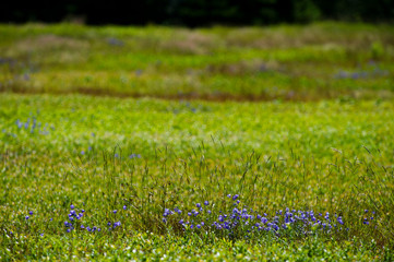 Purple wild flowers stand out in a wide open field of green on a bright sunny day.