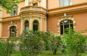 Rosehip bushes in the garden near the old historical library building in Turku Abo in Finland on a summer day.