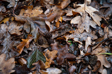 Wet dirty oak tree leaves with conifer cones closeup. Fall leaves are covering ground after rain. Autumn leaf textures. Brown foliage background. Natural seasonal backdrop of rainy weather. 