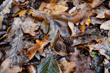 Fototapeta premium Wet dirty oak tree leaves with conifer cones closeup. Fall leaves are covering ground after rain. Autumn leaf textures. Brown foliage background. Natural seasonal backdrop of rainy weather. 