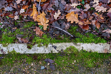 Parkland ground with straight line of stone borders between footpath and lawn covered with green moss and wet fall leaves. Colorful autumn background. Seasonal outdoor backdrop. 