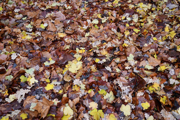 Colorful fall leaves are covering ground after rain. Wet autumn leaf textures. Brown oak leaves and yellow maple foliage background. Seasonal backdrop.  
