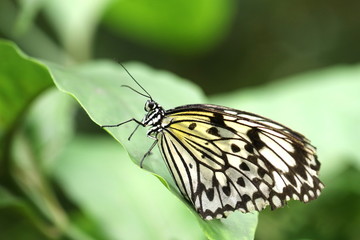 Fototapeta na wymiar Nahaufnahme des seltenen Schmetterlings Weiße Baumnymphe