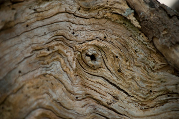 An old weathered tree stump showing an abstract pattern of wood and cracks