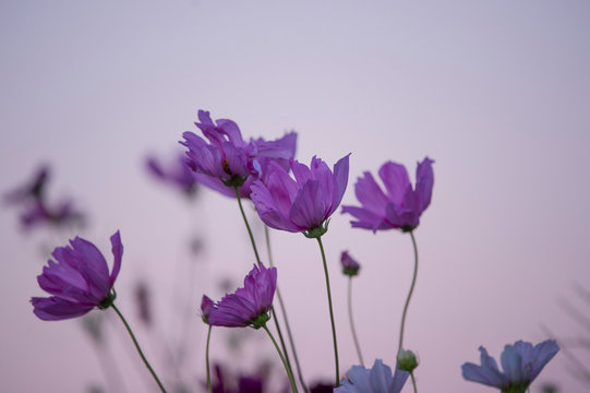 A group of purple flowers stand tall against a pink dawn sky.