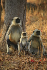 Langoor family at bhandhavgarh