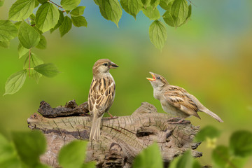 Vögel 121