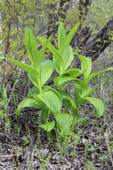Veratrum lobelianum. Hellebore Lobel in early summer on the Yamal Peninsula