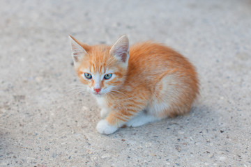 Redhead kitten with blue eyes at street. Lonely cat. Ginger kitty,