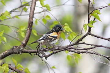 Fringilla montifringilla. Male Brambling in the forest on a birch branch in the North of Russia