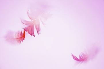 Pink background with soft flying feathers.
