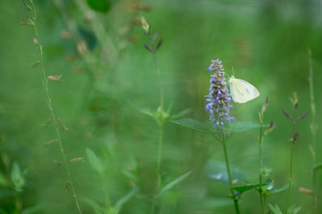 A small white butterfly on a purple flower in a field of green in soft overcast light.