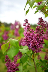 Obraz premium Common lilac
