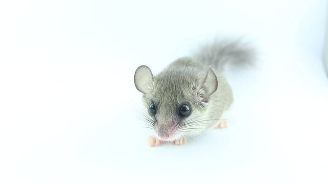 African Pygmy Dormouse with curiosity  on white background