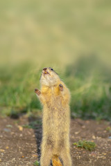 gopher stands on his hind legs and pulls the handle up, asking for something
