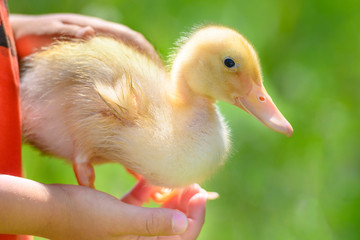 Kid Holding a Cute Duckling