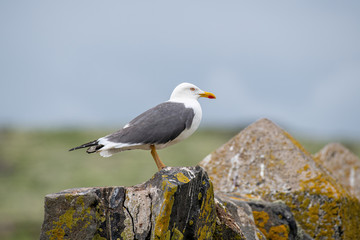 Lesser Black-back Gull  (Larus fuscus) along a cliff on the Shetland Islands